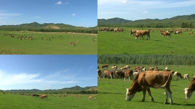 草原 牛群放牧