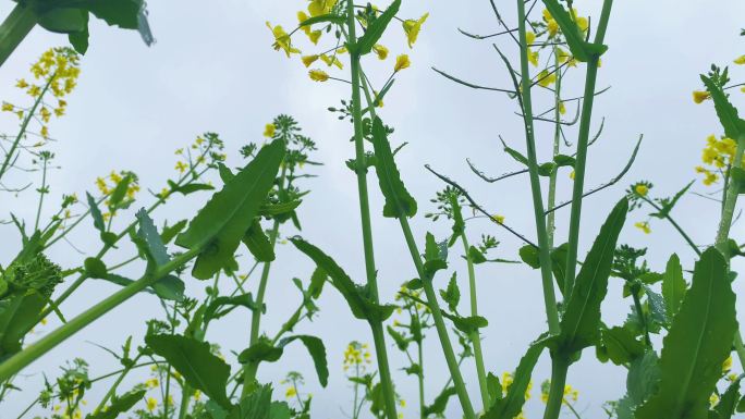 春雨滋润娇艳欲滴：油菜花是乡村最美的诗