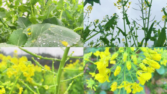 春雨滋润娇艳欲滴：油菜花是乡村最美的诗