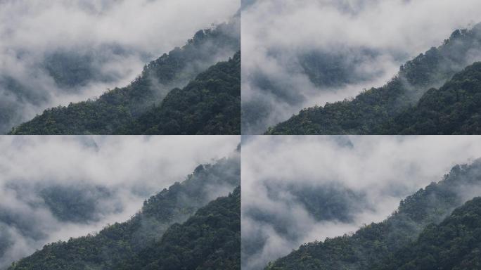 春天深山大山大雾晨雾弥漫【延时】