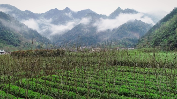 4K航拍春天深山香椿茶树套种02