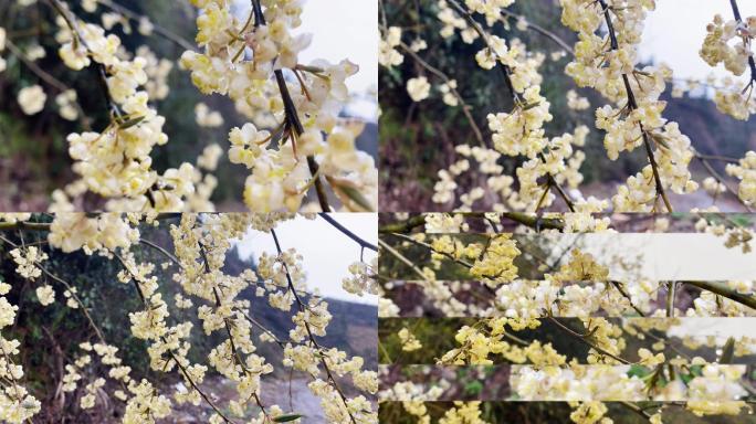 木姜子花和煮腊肉的芬芳 穿过篱笆墙四溢