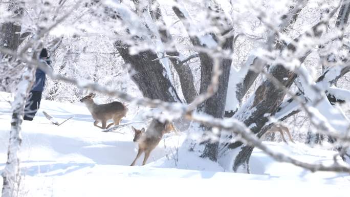 鹿在雪地里奔跑