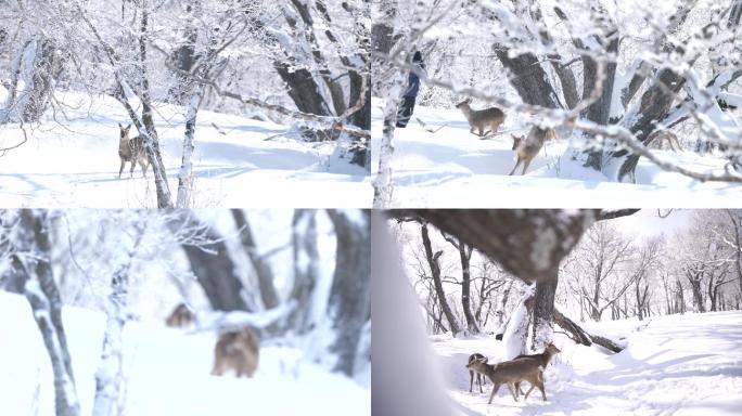 鹿在雪地里奔跑