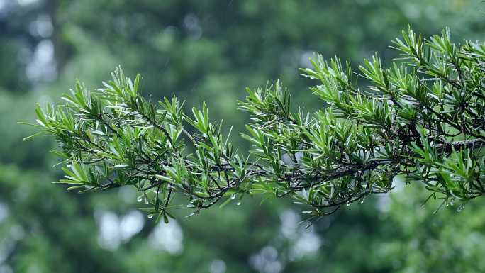 春雨滋润 树木发芽 旧树长新枝