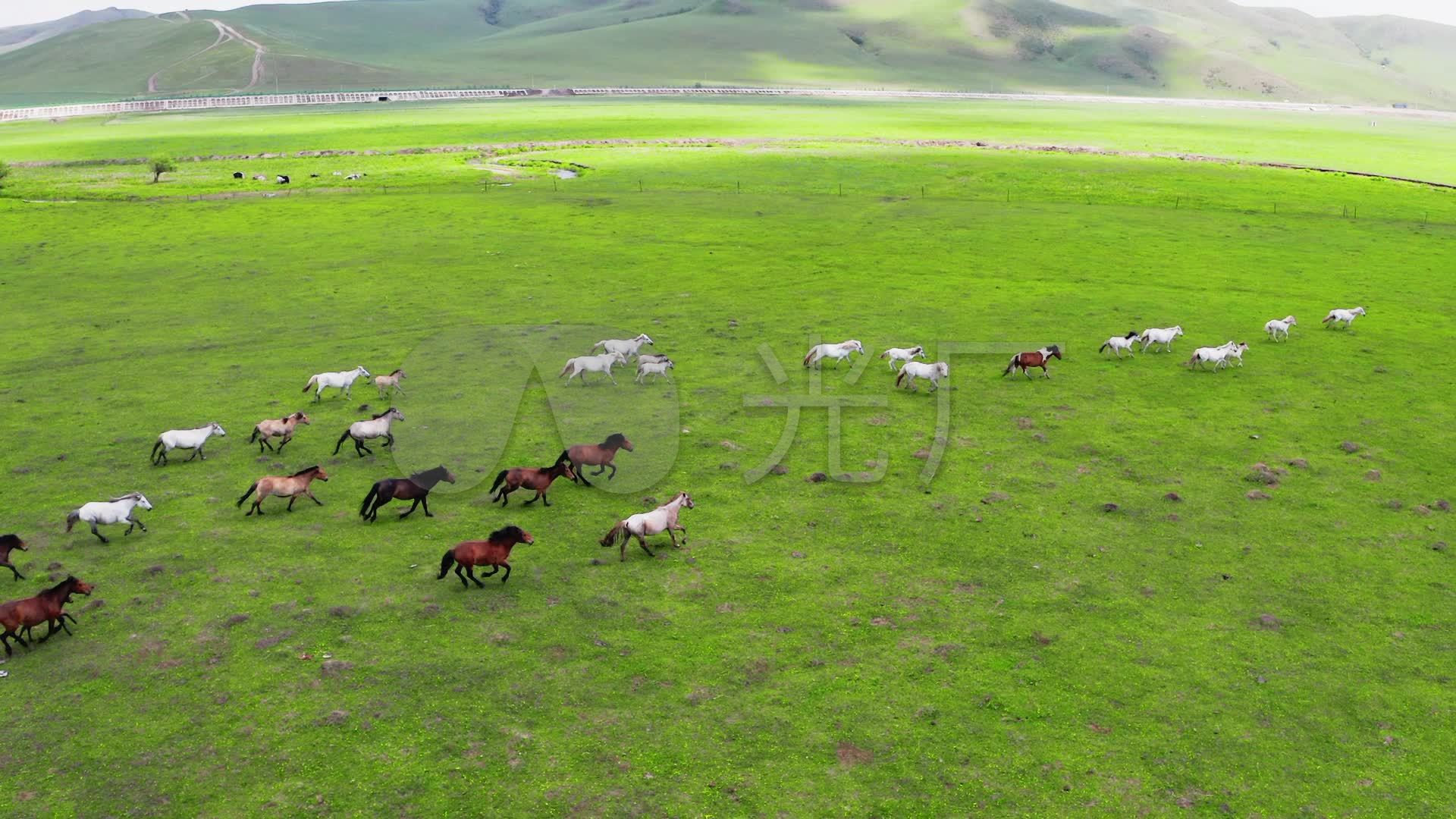 内蒙古呼伦贝尔牧民夏季转场 景色壮观_国内新闻_环球网