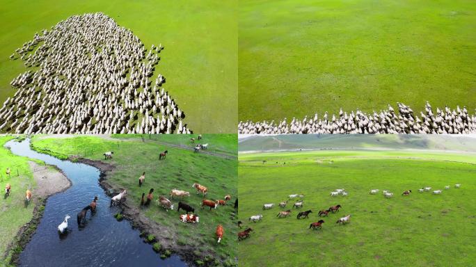呼伦贝尔草原羊群马群大气航拍