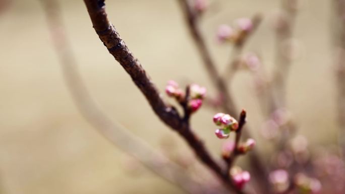 樱花含苞待放