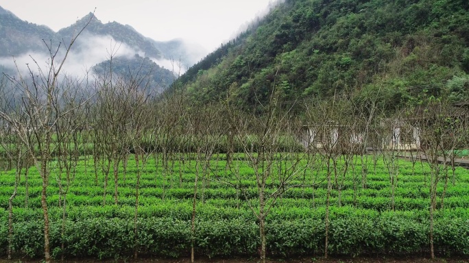 4K航拍春天深山香椿茶树套种03