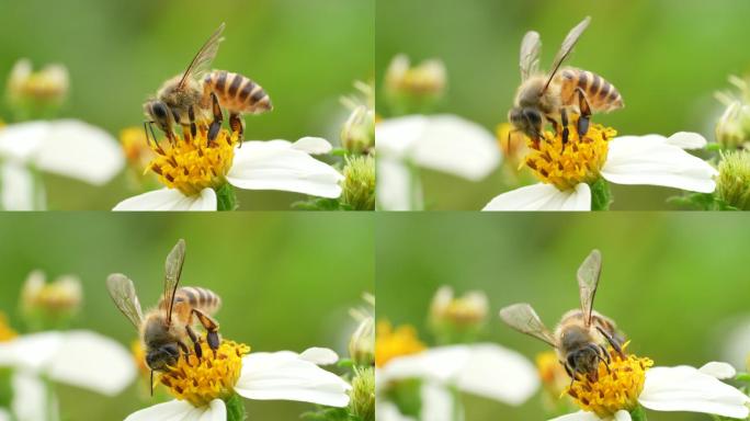【正版4K素材】蜜蜂采花升格视频3