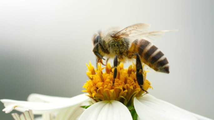 【正版4K素材】蜜蜂采花升格视频2