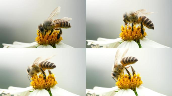 【正版4K素材】蜜蜂采花升格视频2