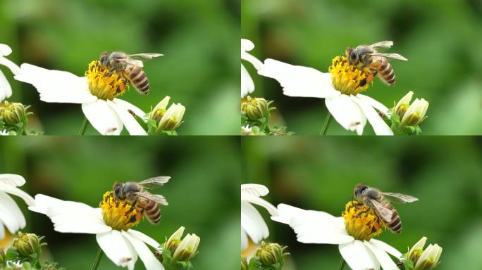 【正版4K素材】蜜蜂采花升格视频5