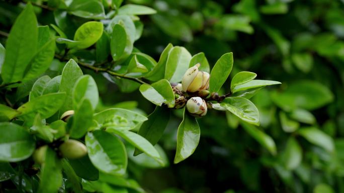 春天含苞待放的山茶花