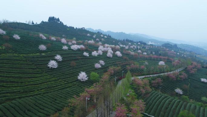 樱花 茶叶 湄潭