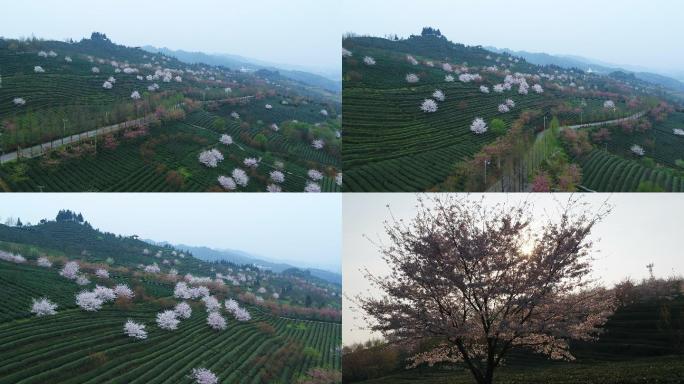 樱花 茶叶 湄潭