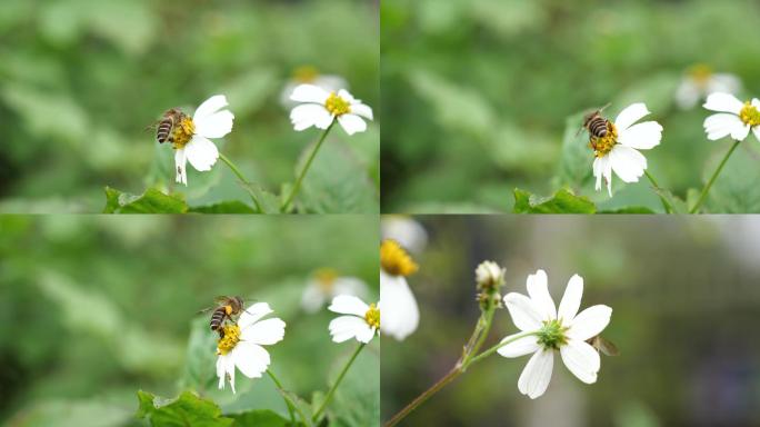 野菊花上的小蜜蜂4k