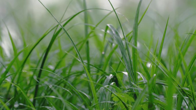 青草绿草露珠露水摇曳春季户外自然唯美空境