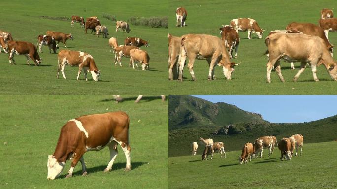 生态草原牛群放牧