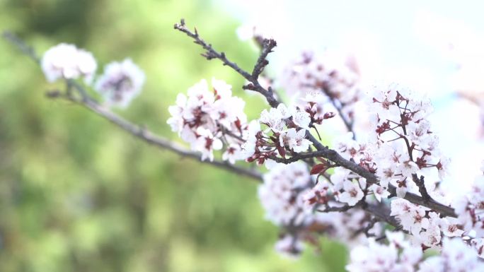 李子花