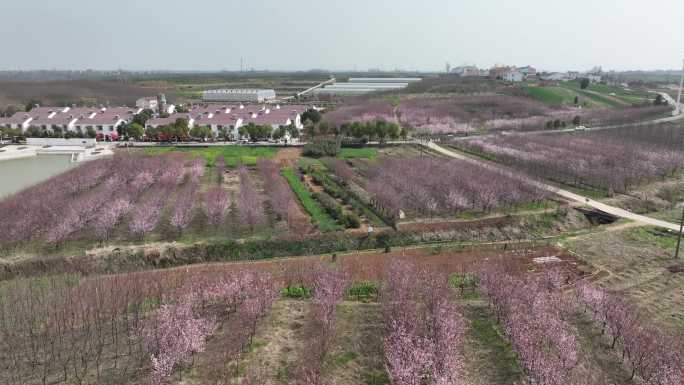 航拍襄阳龙王镇松树坡村樱花春天绽放风景