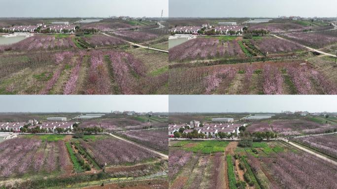 航拍襄阳龙王镇松树坡村樱花春天绽放风景