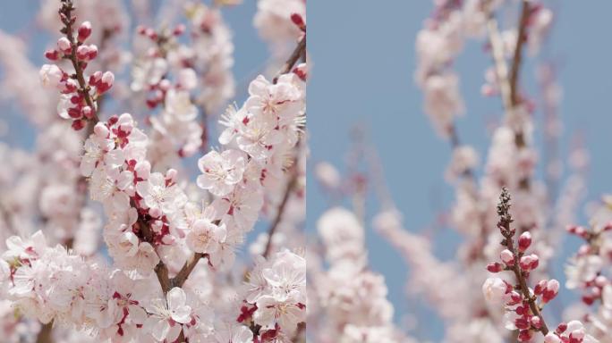 4K高清春季暖阳下盛开的樱花竖版