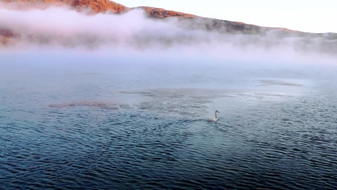 晨雾湖面映着日出的白天鹅