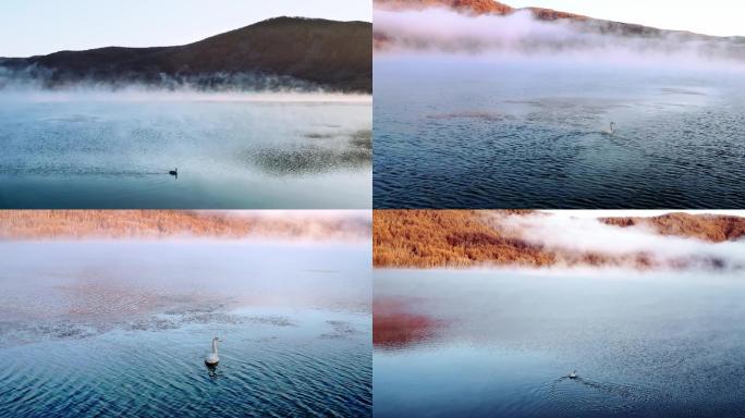 晨雾湖面映着日出的白天鹅