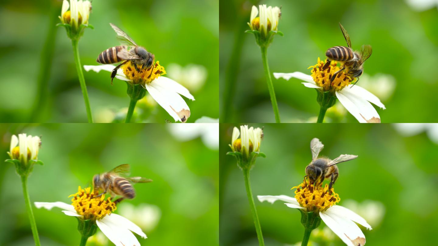 【正版8K素材】蜜蜂采花视频