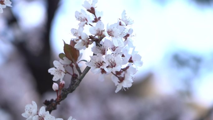 初春的李子花