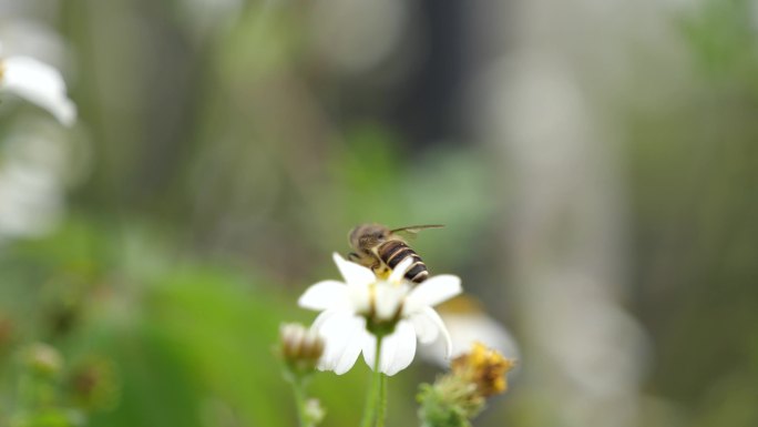 小蜜蜂-春天来了4k