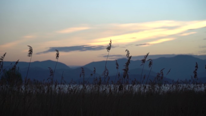 日落夕阳下的芦苇