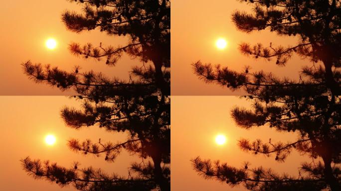 苍松 松树 日出 日落 夕阳