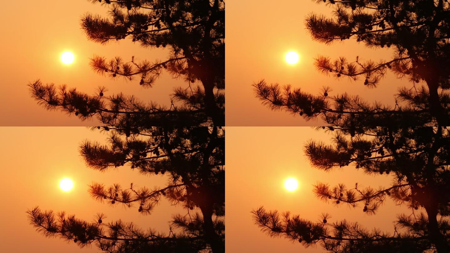 苍松 松树 日出 日落 夕阳