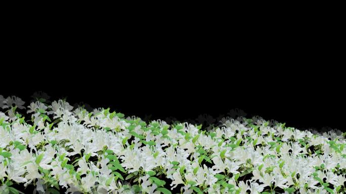 白杜鹃花-花海前景-循环带通道7