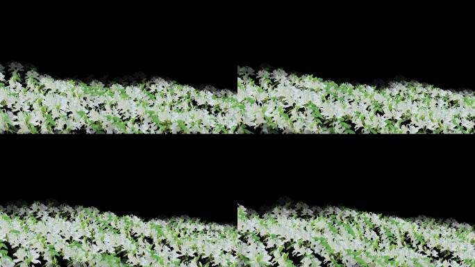 白杜鹃花-花海前景-循环带通道7