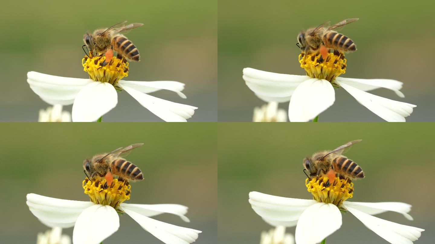 【正版4K素材】蜜蜂采花升格视频4