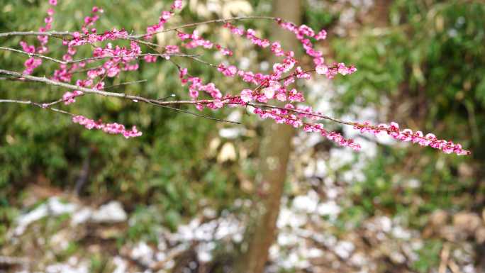红梅迎春 超清8K视频 雪雨小溪旁的梅花