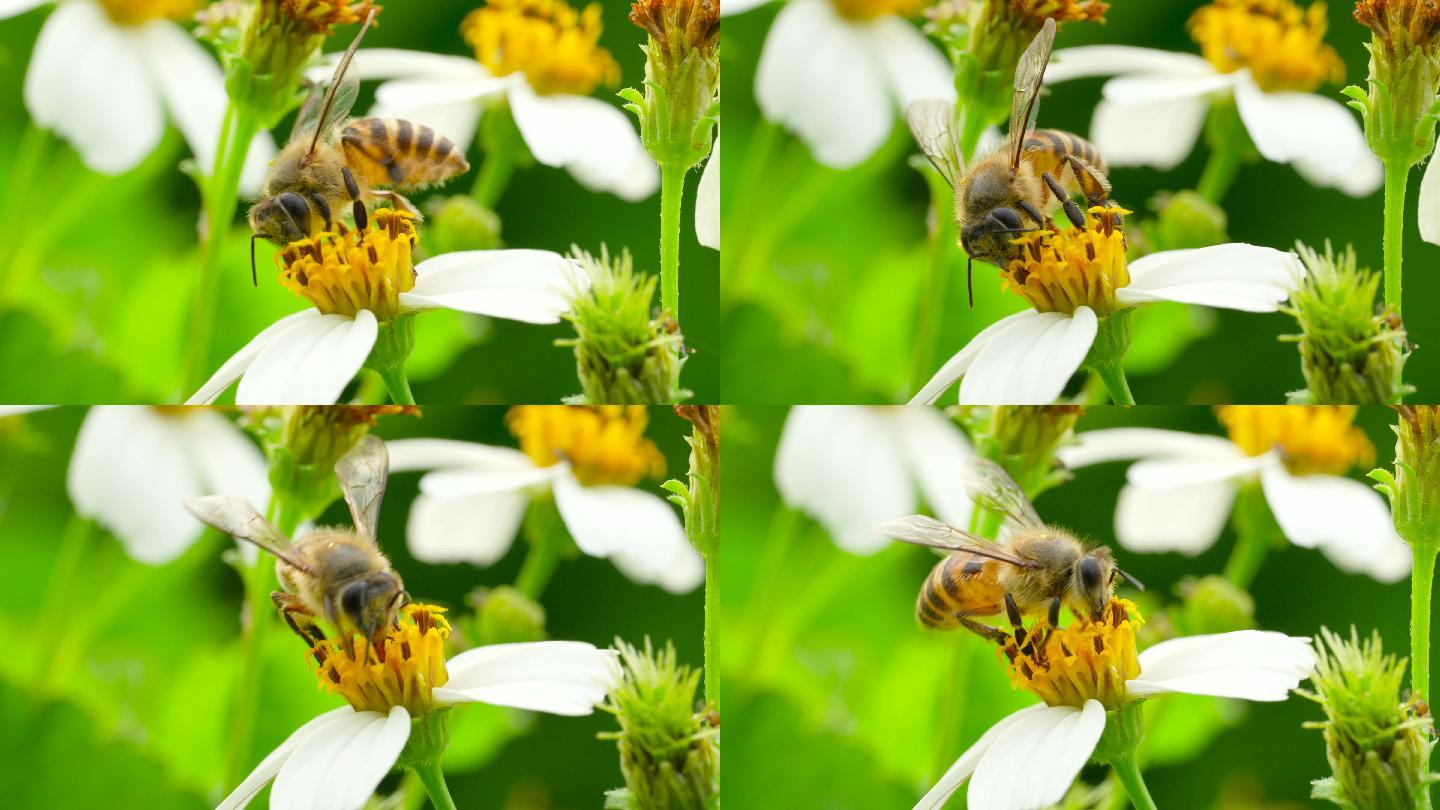 【正版4K素材】蜜蜂采花升格视频1