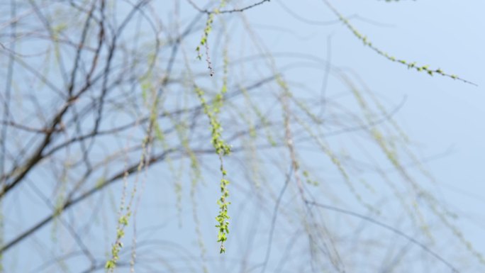 春风拂动柳枝