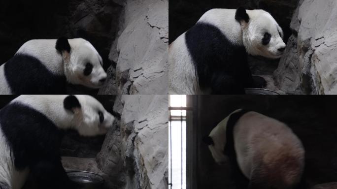游客参观动物园里的大熊猫 (3)