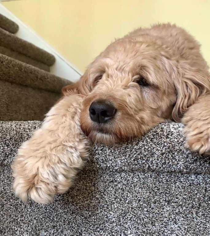 躺在台阶上休息的狗