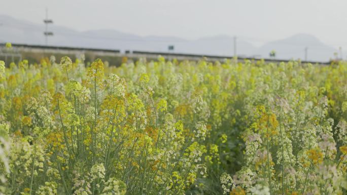 彩色油菜花