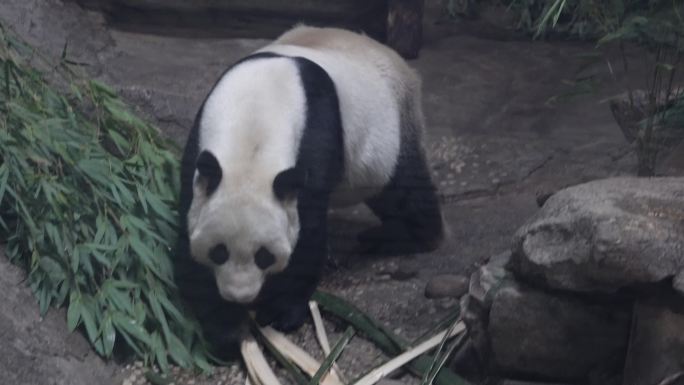 游客参观动物园里的大熊猫 (5)