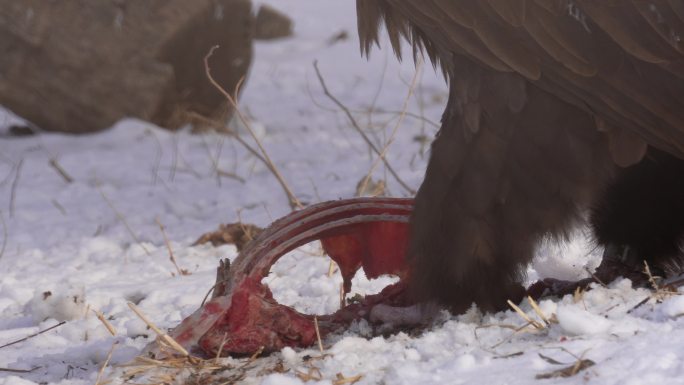 秃鹫秃鹰雄鹰老鹰猎食吃肉 (2