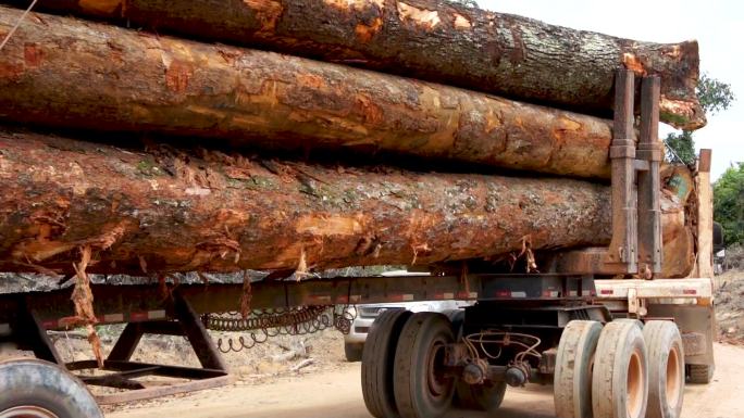 亚马逊雨林的森林砍伐——砍伐硬木木材