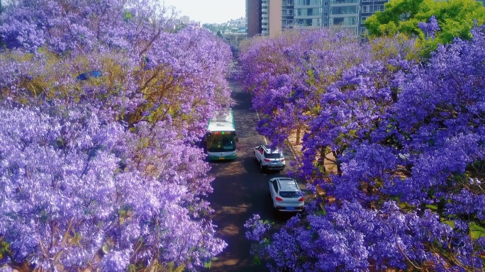 云南昆明城市校场北路蓝花楹航拍4K