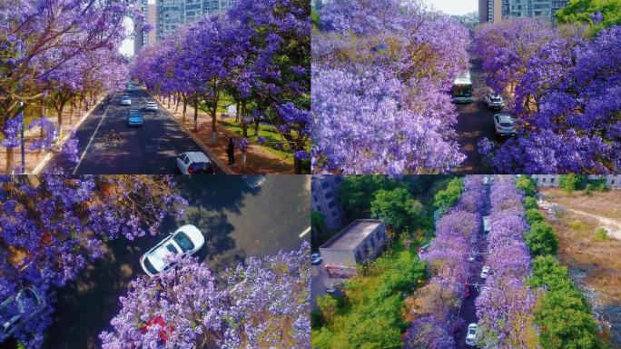 云南昆明城市校场北路蓝花楹航拍4K