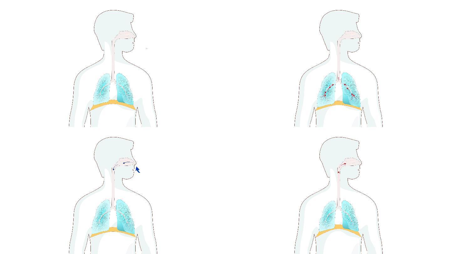 一分钟教你如何提升肺功能？|胸廓|呼吸|呼气|吸气|功能|-健康界